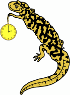 time worksheets salamander image