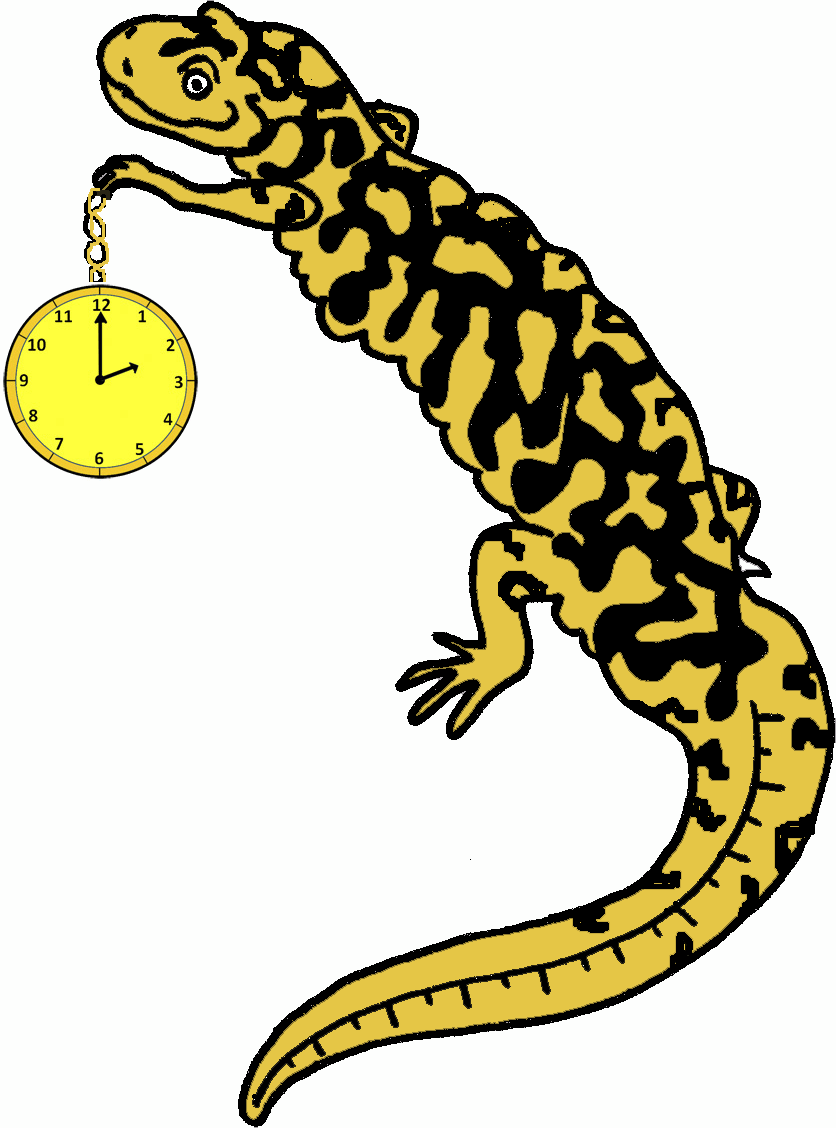 clock worksheets salamander image