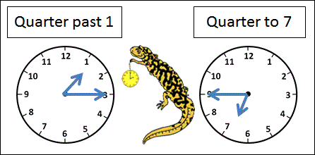 quarter past and quarter to salamander