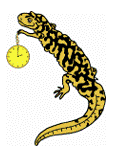 time worksheets salamander image